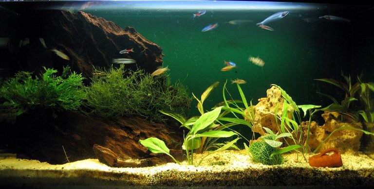 Acuario plantado de unos 96 litros con peces tropicales