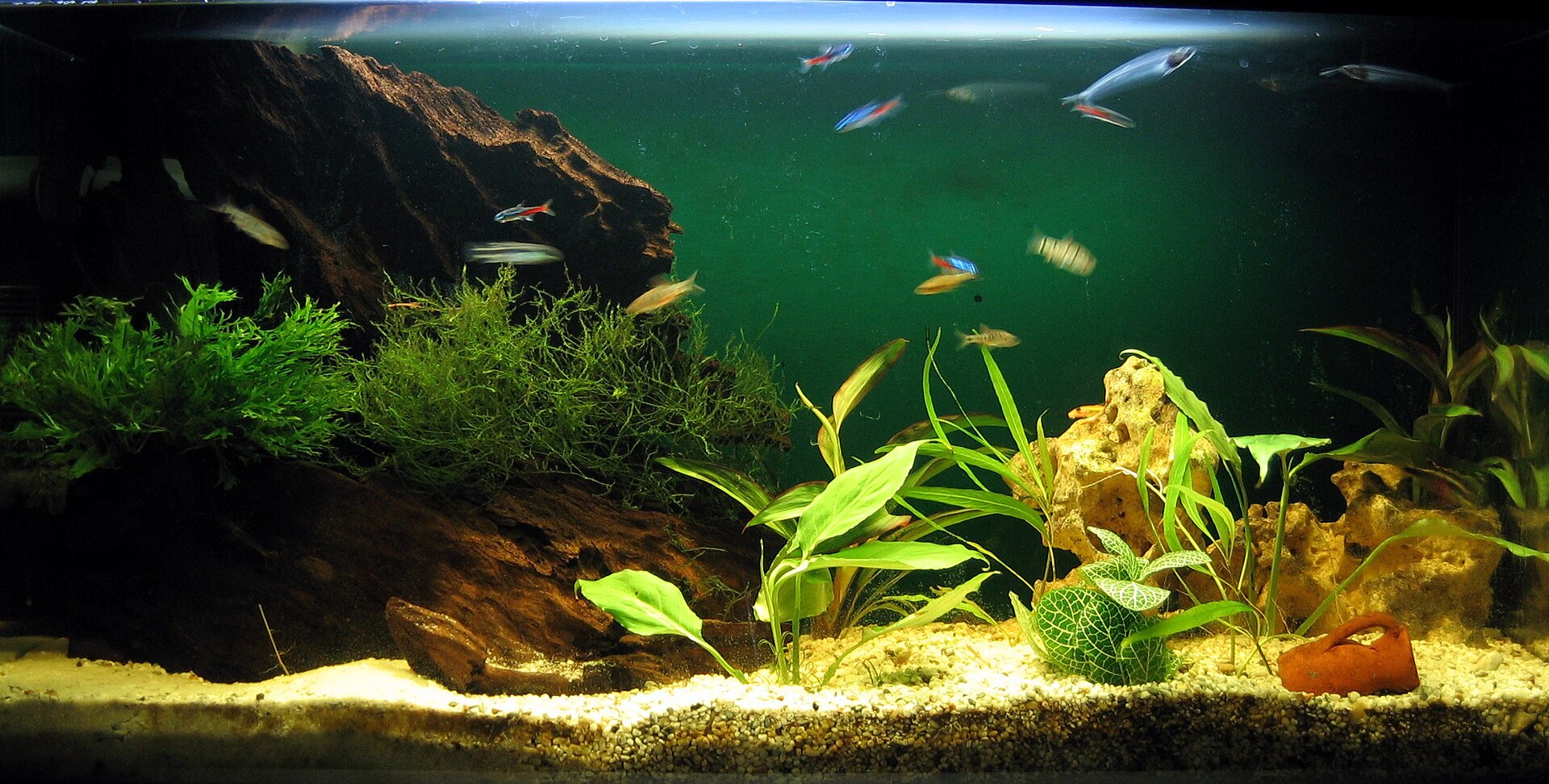 Acuario plantado de unos 96 litros con peces tropicales