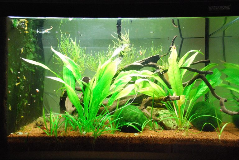 Nano acuario con gambas amarillas