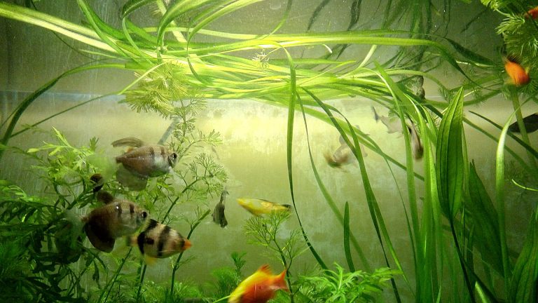 Acuario comunitario con Vallisneria y peces de agua dulce
