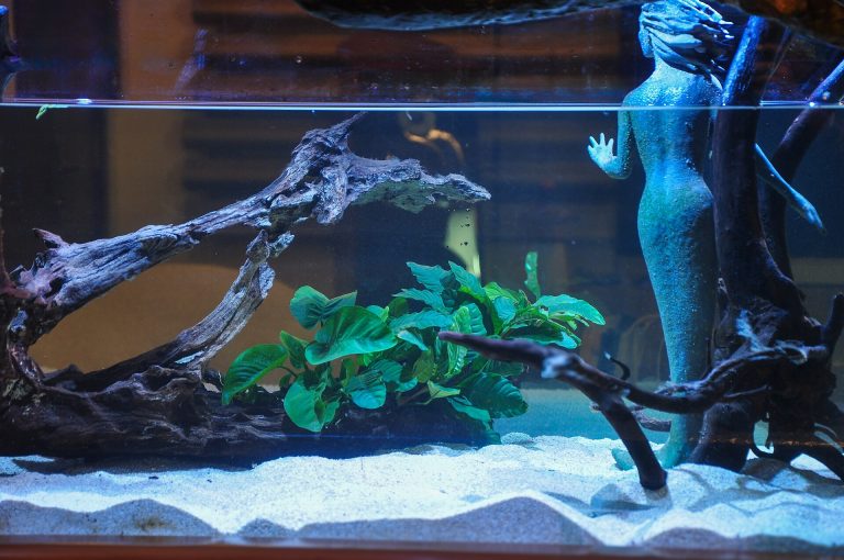 Acuario con tronco y anubias