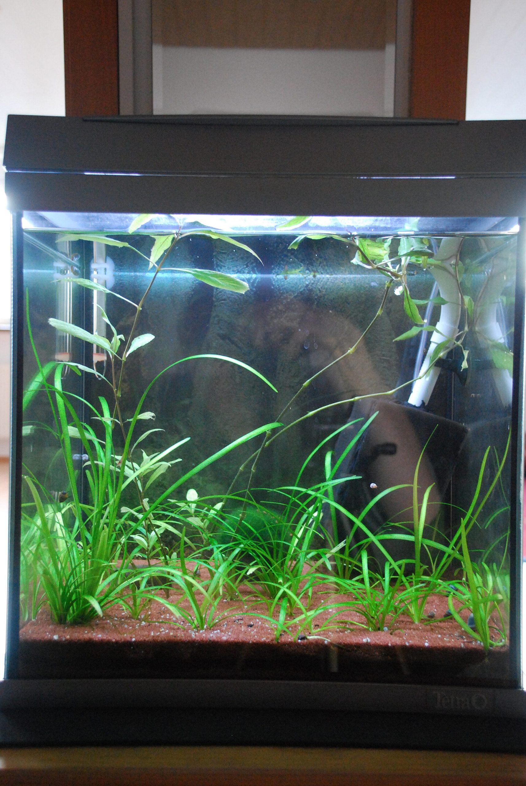 Nano acuario con gambas red cherry